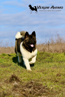 Photos supplémentaires: Chiots Akita américains