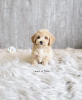 Photo №3. Chiot Maltipoo. Allemagne