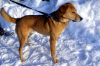 Photo №2 de l'annonce № 9089 de la vente chien bâtard - acheter à Fédération de Russie de l'abri