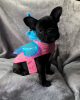 Photo №4. Je vais vendre bouledogue en ville de Bamberg. annonce privée - prix - 360€