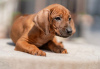 Photos supplémentaires: Chiots Rhodesian Ridgeback