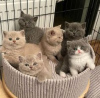 Photo №4. Je vais vendre british shorthair en ville de Франкфурт-на-Майне. annonce privée, de la fourrière, éleveur - prix - 320€