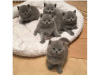 Photo №1. british shorthair - à vendre en ville de Bruxelles | 150€ | Annonce № 123524