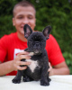 Photo №3. Chiots bouledogue français. Allemagne