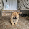 Photos supplémentaires: Chow-chow mâle