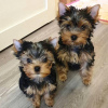 Photo №1. yorkshire terrier - à vendre en ville de Munich | 265€ | Annonce №119341