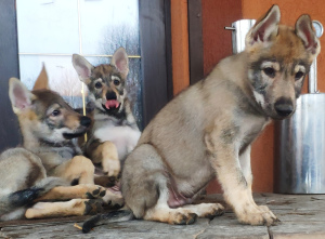 Photo №1. chien-loup tchécoslovaque - à vendre en ville de Tula | Négocié | Annonce №4556