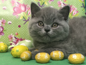 Photos supplémentaires: Chatterie de chats britanniques 