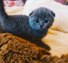 Photo №1. scottish fold - à vendre en ville de Шатура | 167€ | Annonce № 10639