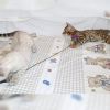 Photo №3. Chatons Bengal Cats en Allemagne. Allemagne