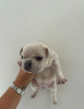 Photo №1. bouledogue - à vendre en ville de Cape May | 426€ | Annonce №108852