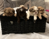 Photo №1. shih tzu - à vendre en ville de Berlin | Gratuit | Annonce №103515