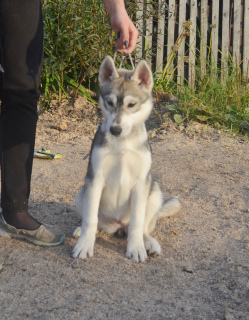 Photo №1. husky de sibérie - à vendre en ville de Perm | 213€ | Annonce №3650