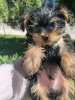 Photos supplémentaires: Beaux chiots Yorkshire terrier miniatures