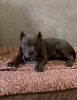 Photo №4. Je vais vendre american bully en ville de Belgrade. éleveur - prix - négocié