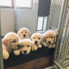 Photo №2 de l'annonce № 116118 de la vente golden retriever - acheter à Australie annonce privée