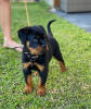 Photo №1. rottweiler - à vendre en ville de Zürich | 400€ | Annonce №99382