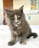 Photo №2 de l'annonce № 103247 de la vente maine coon - acheter à USA éleveur