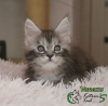 Photo №1. maine coon - à vendre en ville de Saint-Pétersbourg | 442€ | Annonce № 9836