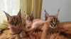 Photos supplémentaires: magnifique chatons caracal , serval et savannah disponibles