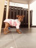 Photo №1. pinscher nain - à vendre en ville de Minsk | 192€ | Annonce №30234