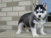 Photo №1. husky de sibérie - à vendre en ville de Manzini | négocié | Annonce №42811