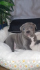 Photo №1. staffordshire bull terrier - à vendre en ville de Гамбург | 250€ | Annonce №124491