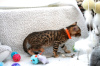 Photos supplémentaires: Chatons Bengal Cats vaccinés disponibles à la vente