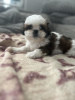 Photo №1. shih tzu - à vendre en ville de Berchtesgaden | 300€ | Annonce №103514