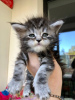 Photos supplémentaires: Chaton Maine Coon à adopter