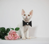 Photo №4. Je vais vendre devon rex en ville de New york. éleveur - prix - 1704€