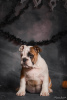 Photo №1. bulldog anglais - à vendre en ville de Odessa | 473€ | Annonce №52195