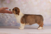 Photo №3. Cardigan corgi gallois - fille rousse. Ukraine