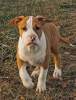 Photo №3. Chiots American Staffordshire Terrier. Biélorussie