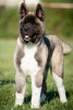 Photos supplémentaires: Akita américain