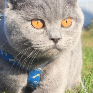 Photo №1. british shorthair - à vendre en ville de Gomel | 155€ | Annonce № 3795