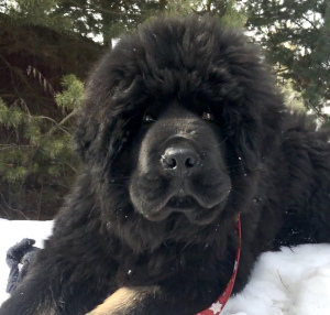 Photo №3. Superbe garçon mastiff tibétain à vendre. Fédération de Russie
