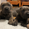 Photo №2 de l'annonce № 121109 de la vente cane corso - acheter à La finlande annonce privée, éleveur