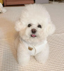 Photo №1. bichon à poil frisé - à vendre en ville de Helsinki | négocié | Annonce №70028