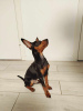 Photo №2 de l'annonce № 121604 de la vente pinscher miniature - acheter à Estonie annonce privée