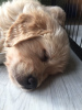 Photo №4. Je vais vendre golden retriever en ville de Berlin. annonce privée - prix - 400€