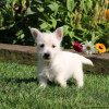 Photo №2 de l'annonce № 44770 de la vente west highland white terrier - acheter à Allemagne 