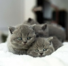 Photo №3. Chatons British Shorthair. Allemagne