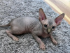 Photo №1. sphynx - à vendre en ville de Lille | négocié | Annonce № 114679