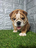 Photo №1. bulldog anglais - à vendre en ville de Sremska Mitrovica | négocié | Annonce №114655