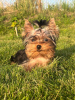 Photo №1. yorkshire terrier - à vendre en ville de Daugavpils | 663€ | Annonce №113894