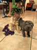 Photo №1. shar pei - à vendre en ville de Манчестер | 400€ | Annonce №123498