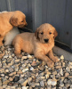 Photo №1. golden retriever - à vendre en ville de Berlin | Gratuit | Annonce №125192