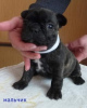 Photo №4. Je vais vendre bouledogue en ville de Saarbrücken. annonce privée - prix - 265€