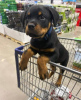 Photo №1. rottweiler - à vendre en ville de Антверпен | Gratuit | Annonce №118042